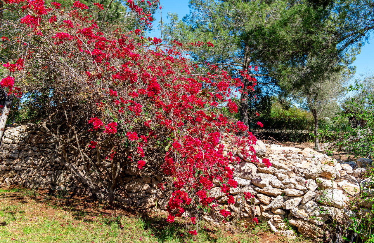 Enchanting finca nestled in the countryside between Santa Gertrudis and Ibiza - 67