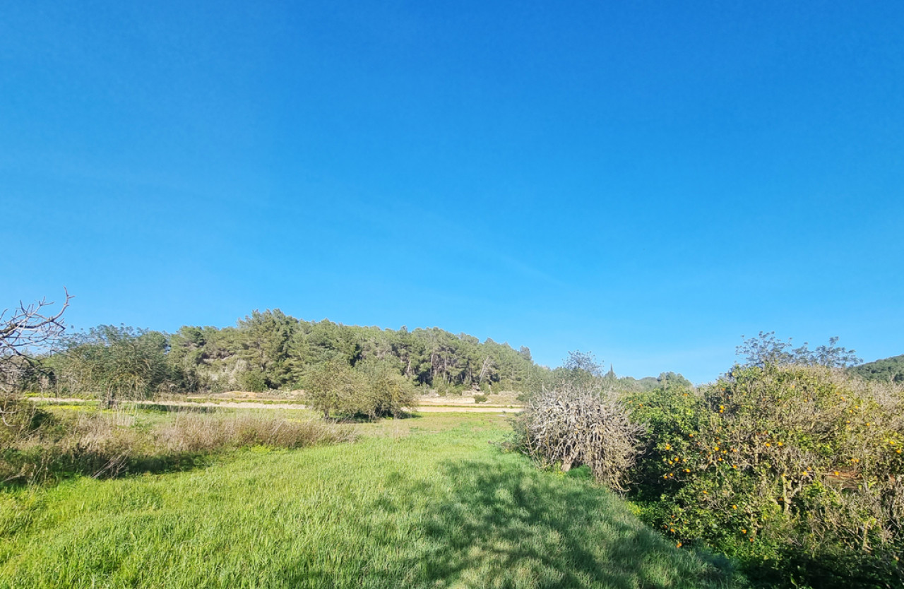 Großes Baugrundstück in herrlicher Natur in Santa Gertrudis - 1