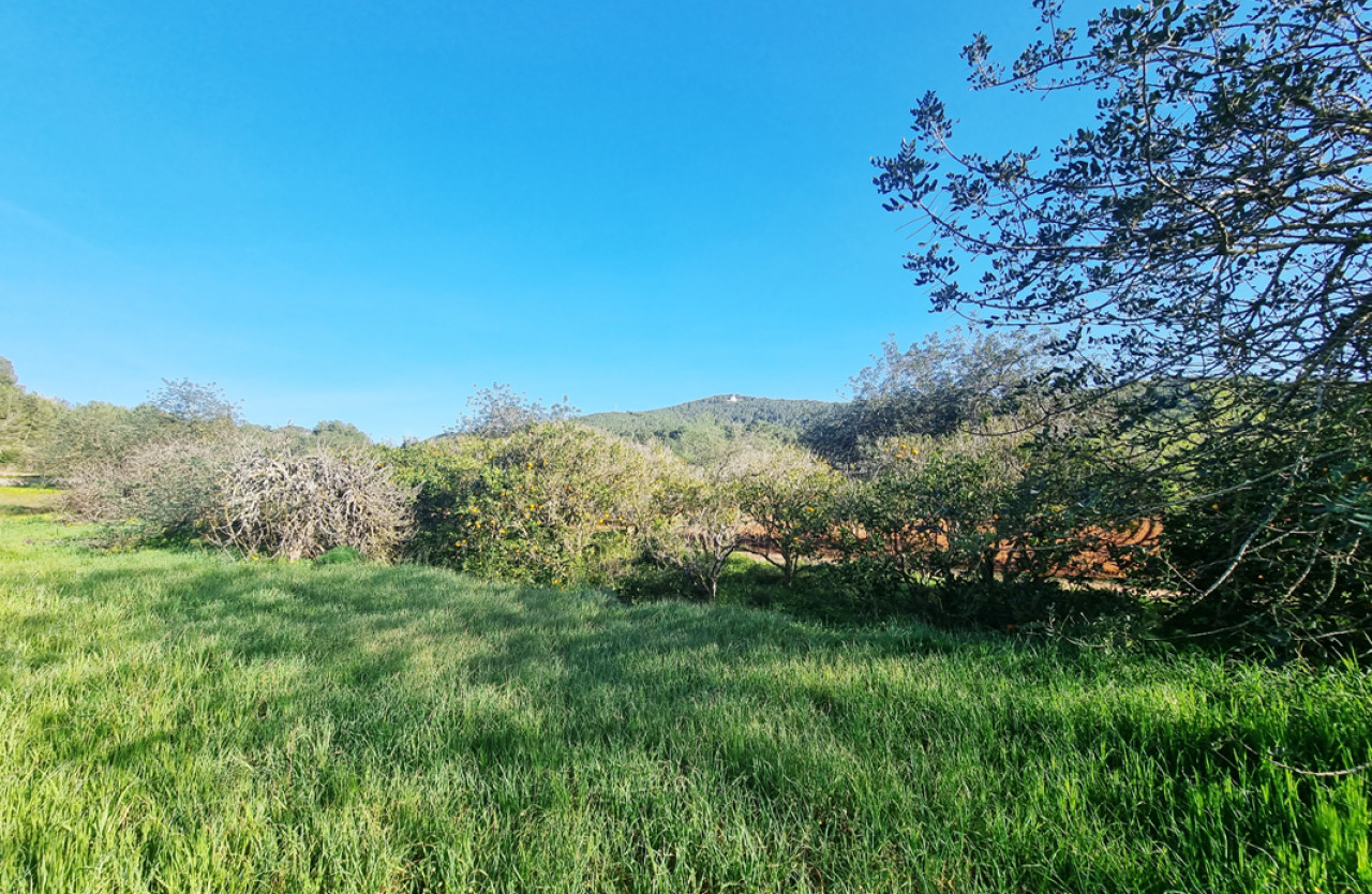 Gran terreno edificable en plena naturaleza en Santa Gertrudis - 4