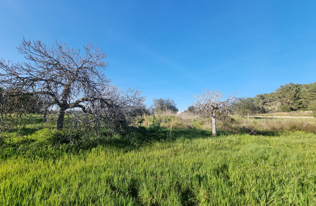 Large building plot in beautiful nature in Santa Gertrudis - 5