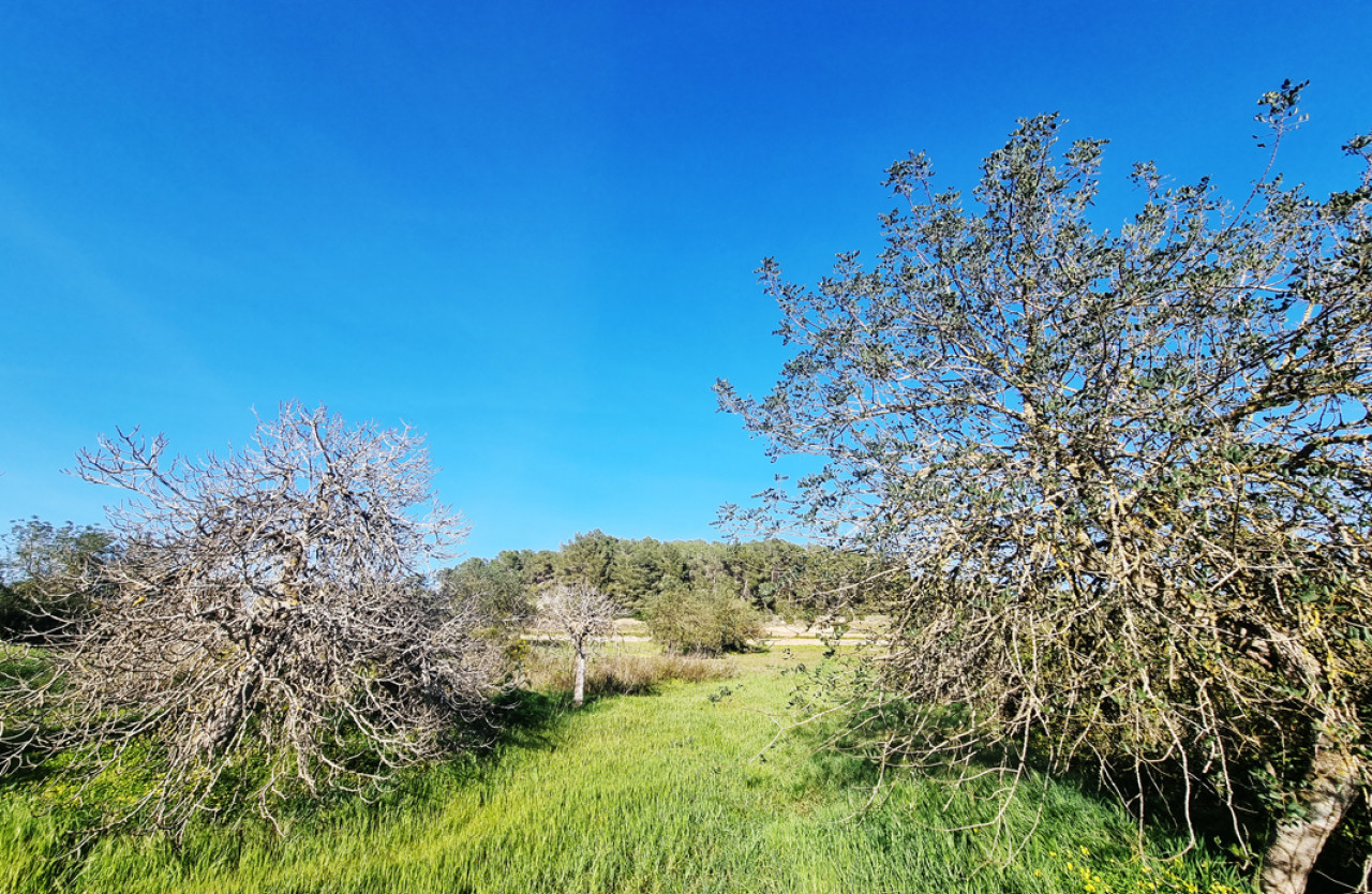 Großes Baugrundstück in herrlicher Natur in Santa Gertrudis - 6