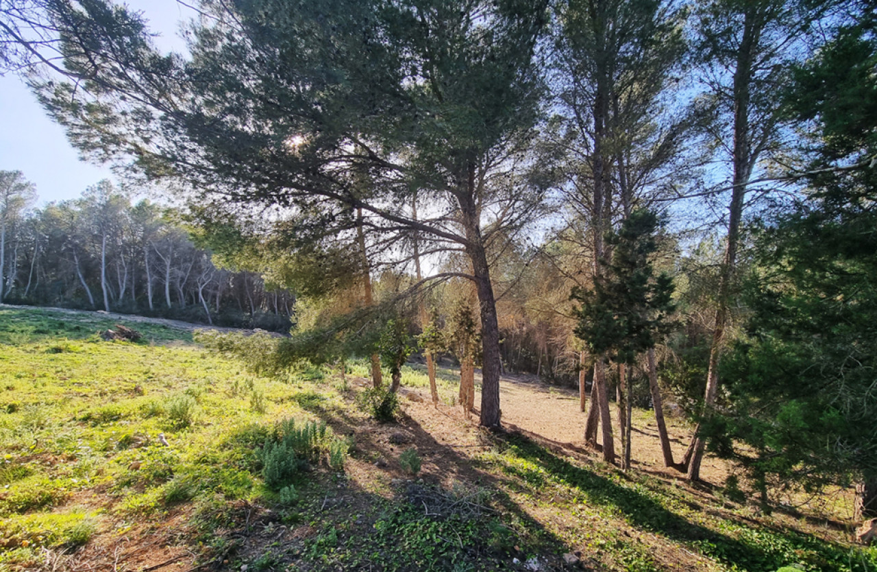 Gran terreno edificable en plena naturaleza en Santa Gertrudis - 7