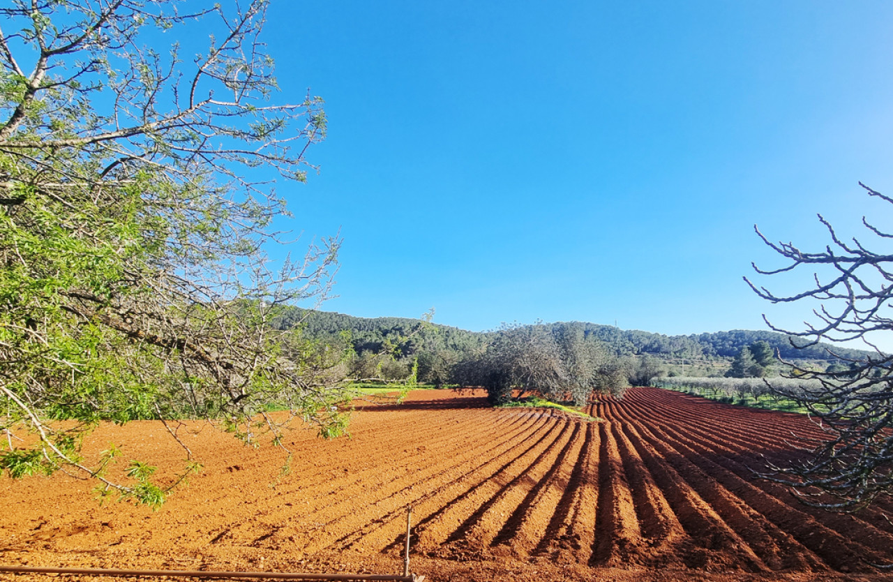 Large building plot in beautiful nature in Santa Gertrudis - 3