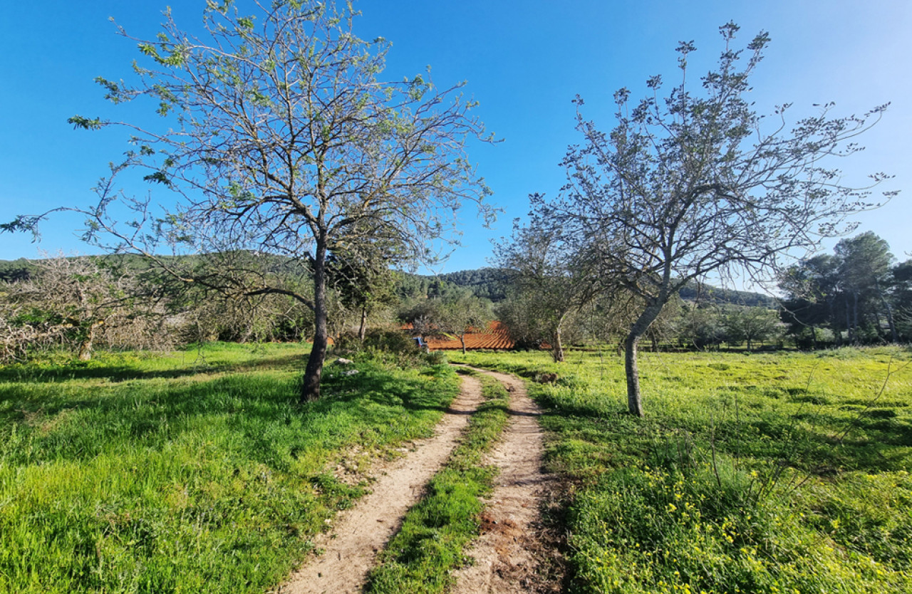 Großes Baugrundstück in herrlicher Natur in Santa Gertrudis - 2