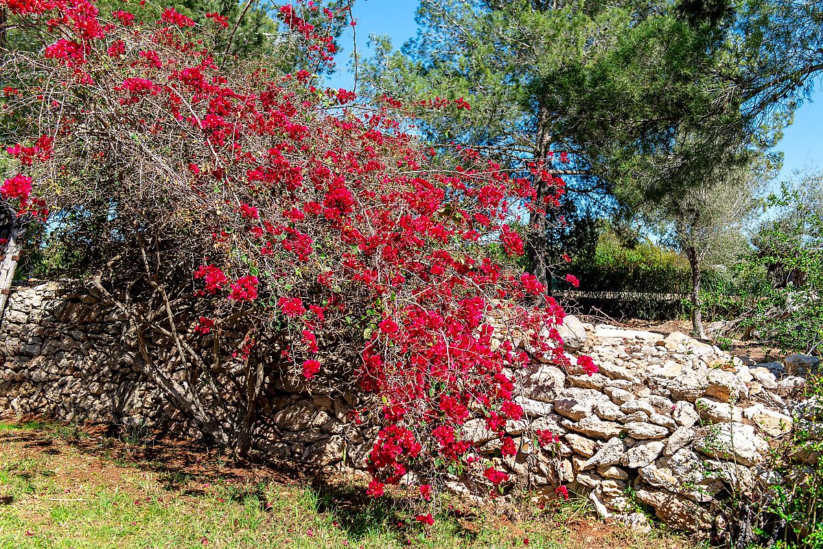 Ein bezauberndes, authentisches Landhaus, das zwischen Santa Gertrudis und Ibiza auf dem Land liegt - 72