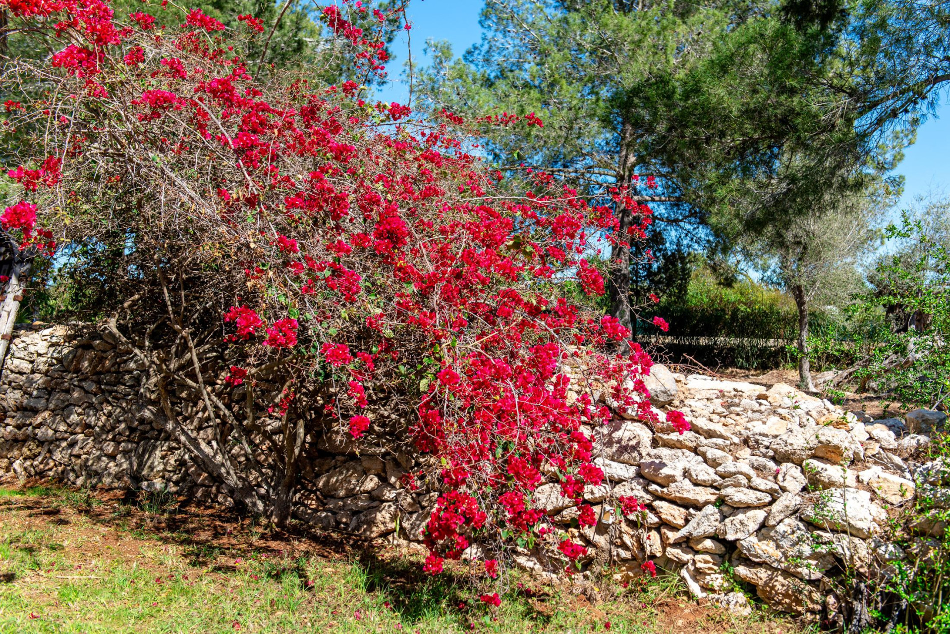 Ein bezauberndes, authentisches Landhaus, das zwischen Santa Gertrudis und Ibiza auf dem Land liegt - 72
