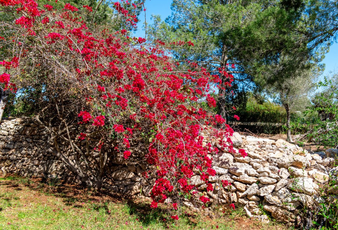 Enchanting finca nestled in the countryside between Santa Gertrudis and Ibiza - 72