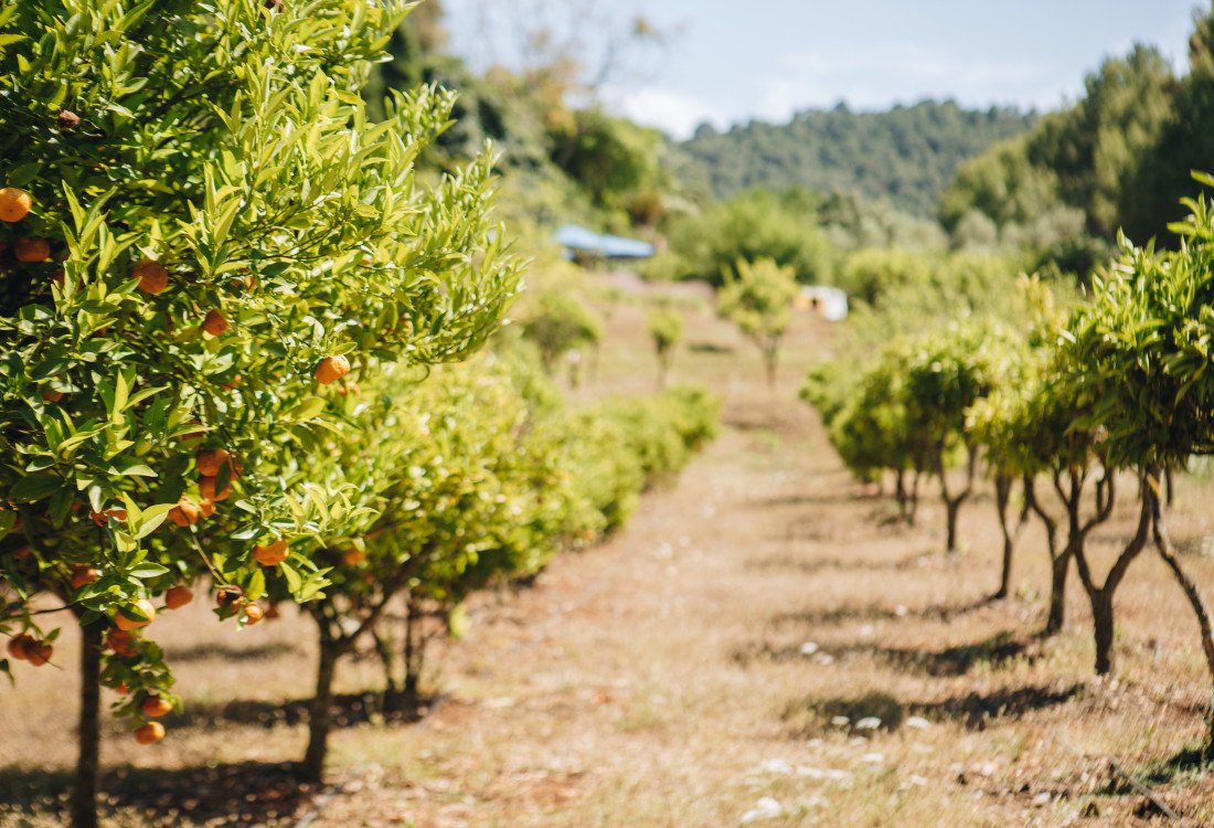 Authentische Finca im Herzen der Insel - 42