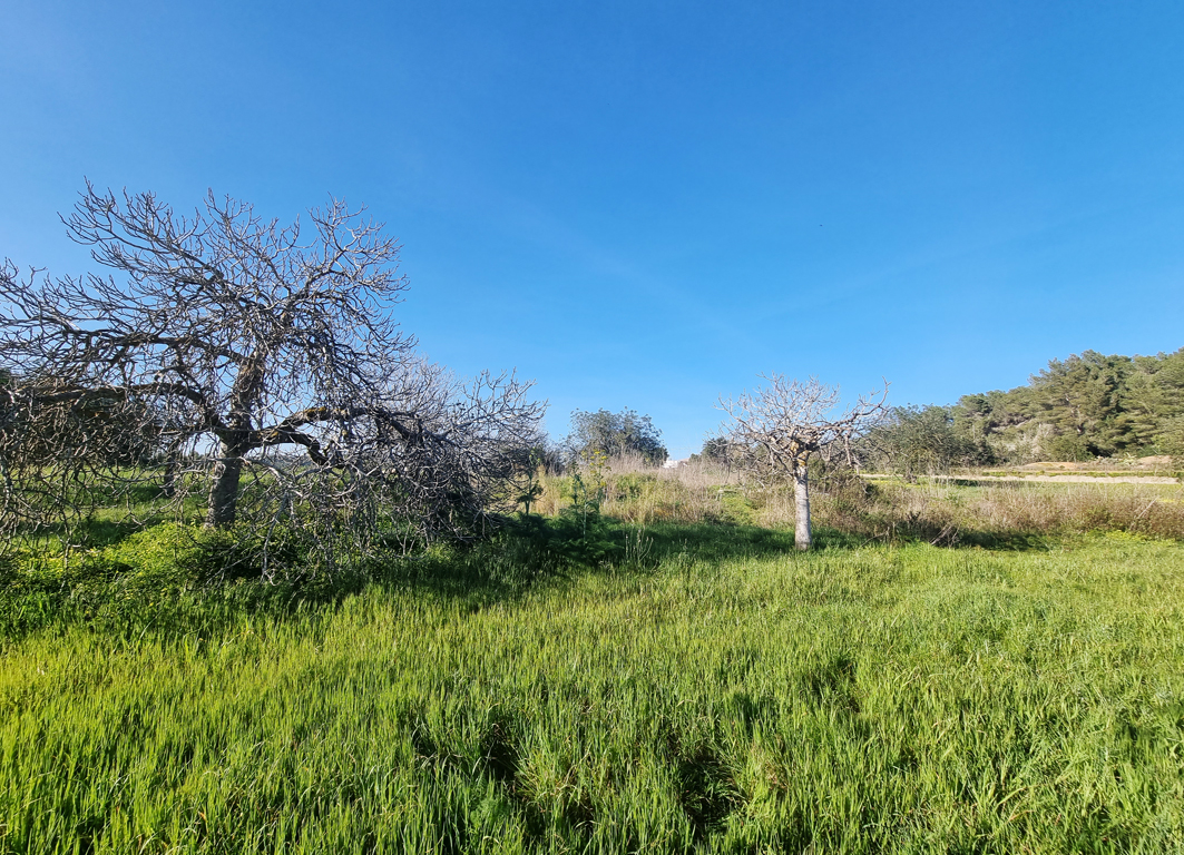 Large building plot in beautiful nature in Santa Gertrudis - 5