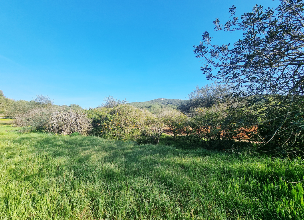 Gran terreno edificable en plena naturaleza en Santa Gertrudis - 4