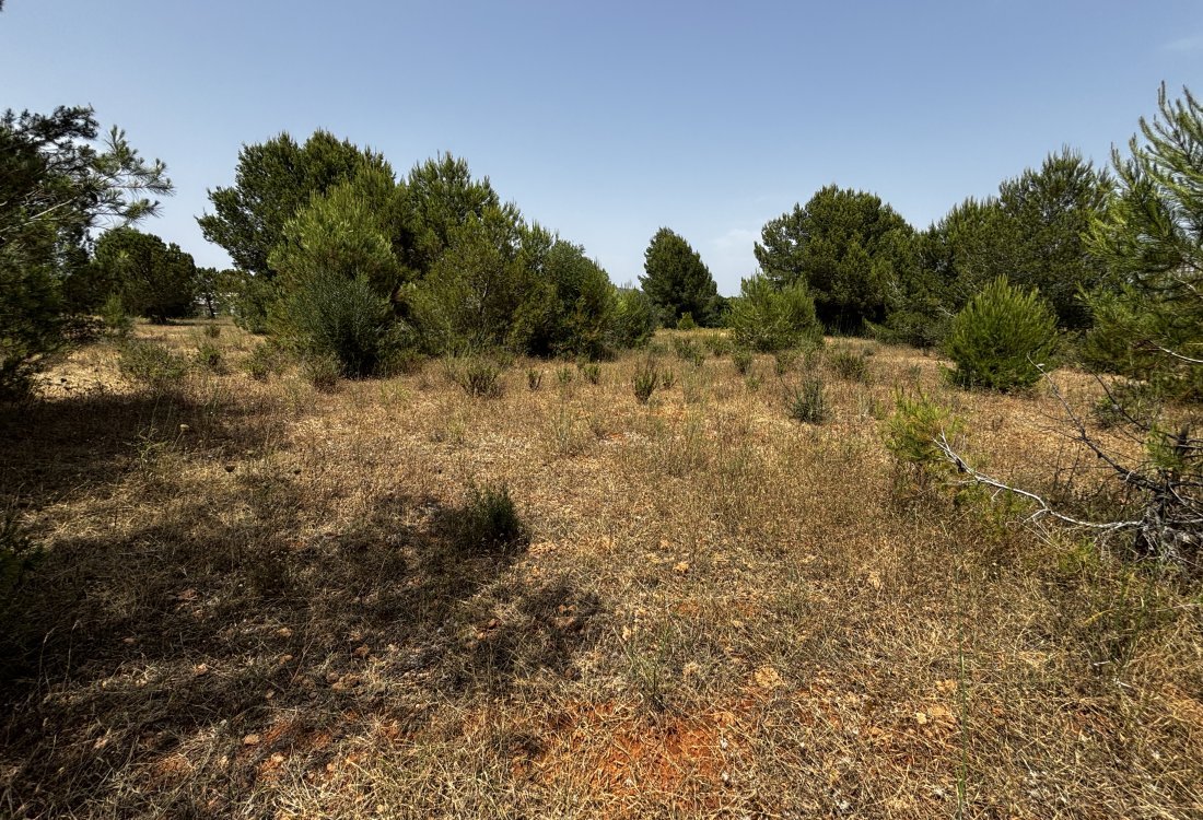 Schönes, rustikales Land in bester Lage - 3