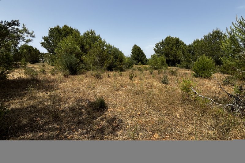 Schönes, rustikales Land in bester Lage - 3