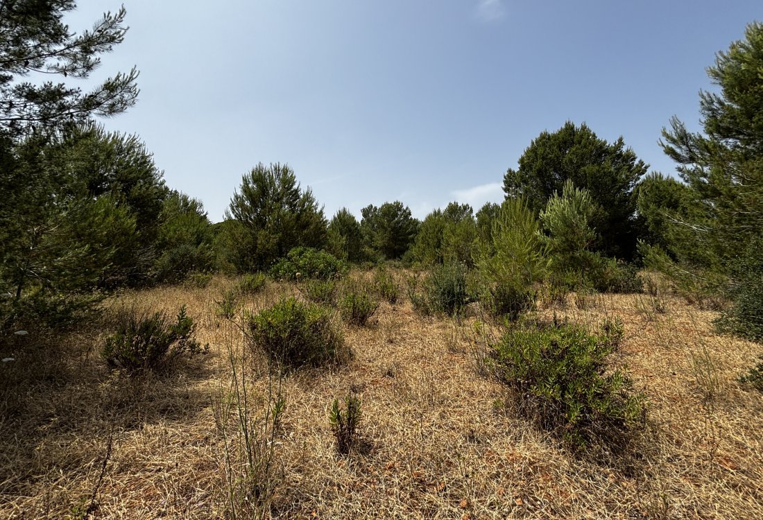 Schönes, rustikales Land in bester Lage - 5