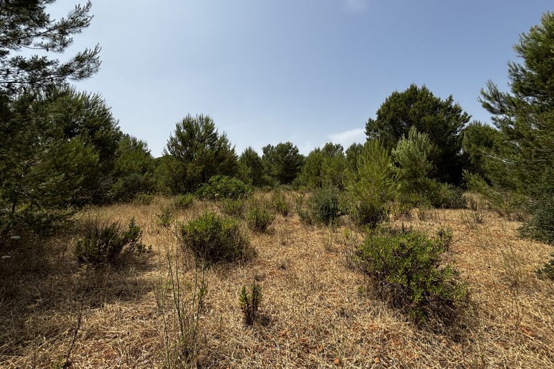 Schönes, rustikales Land in bester Lage - 5