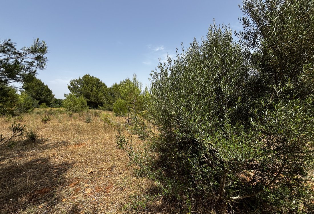 Schönes, rustikales Land in bester Lage - 7