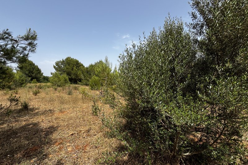 Schönes, rustikales Land in bester Lage - 4